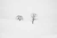 Rooted in Silence Wall Art
