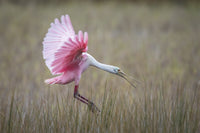 Roseate Spoonbill - Merritt Island Wildlife Refuge Wall Art