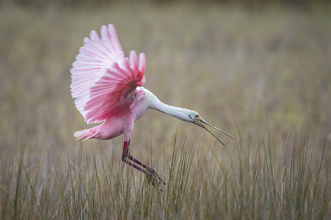 Roseate Spoonbill - Merritt Island Wildlife Refuge Wall Art