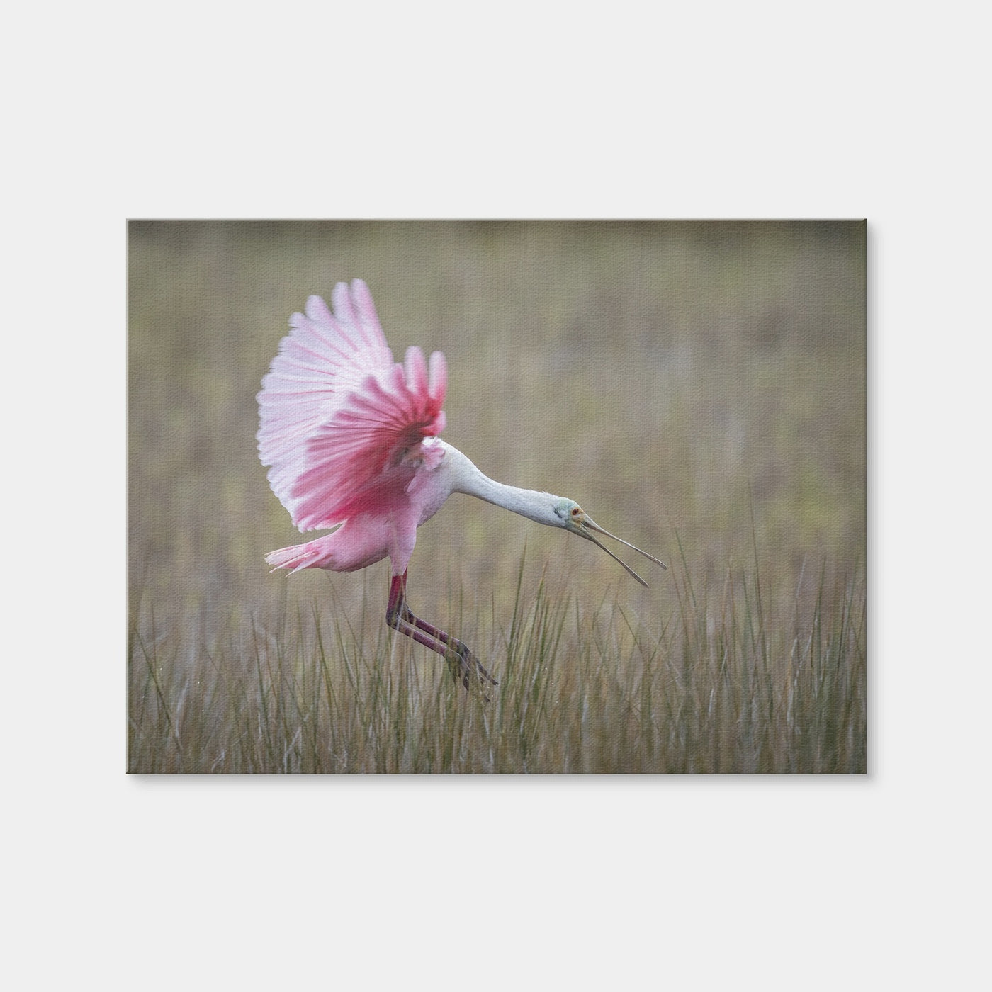 AUTO-MOCKUP WHITE | Roseate Spoonbill - Merritt Island Wildlife Refuge | 1 Piece | Gallery Wrap | group=4x3