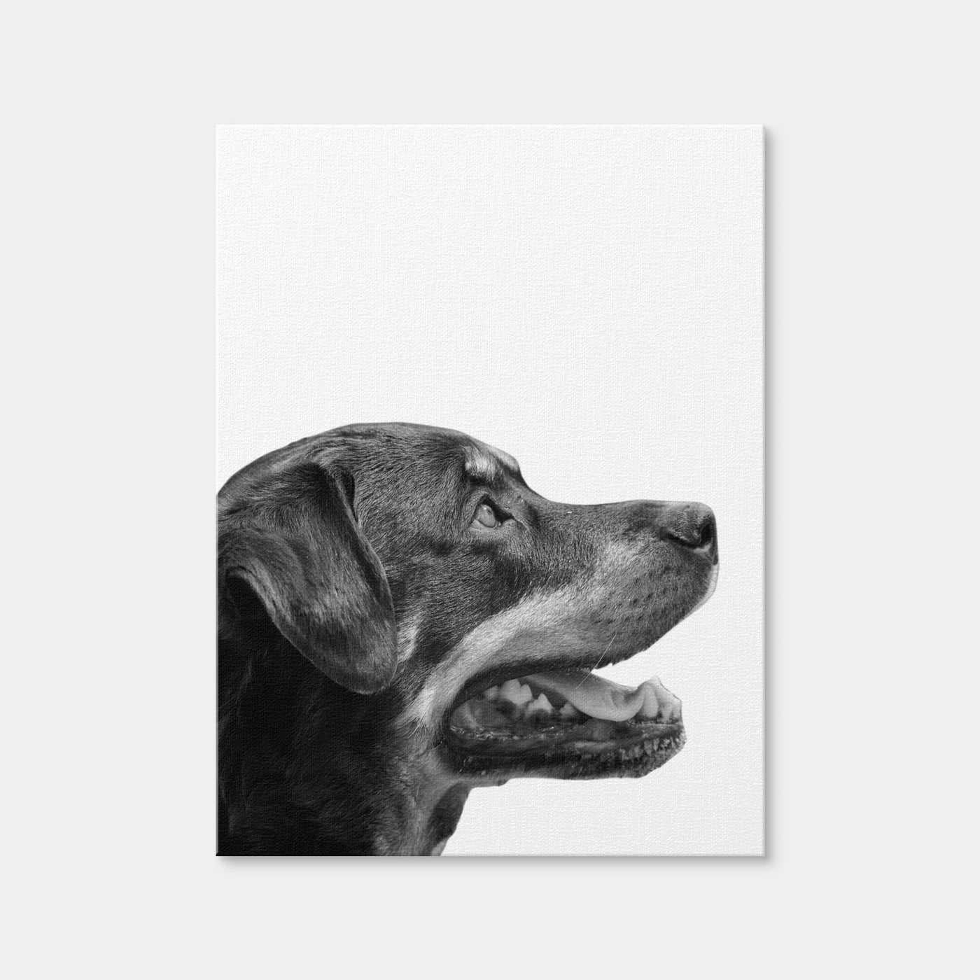 AUTO-MOCKUP WHITE | Rottweiler Dog Face | 1 Piece | Gallery Wrap Canvas | group=3x4
