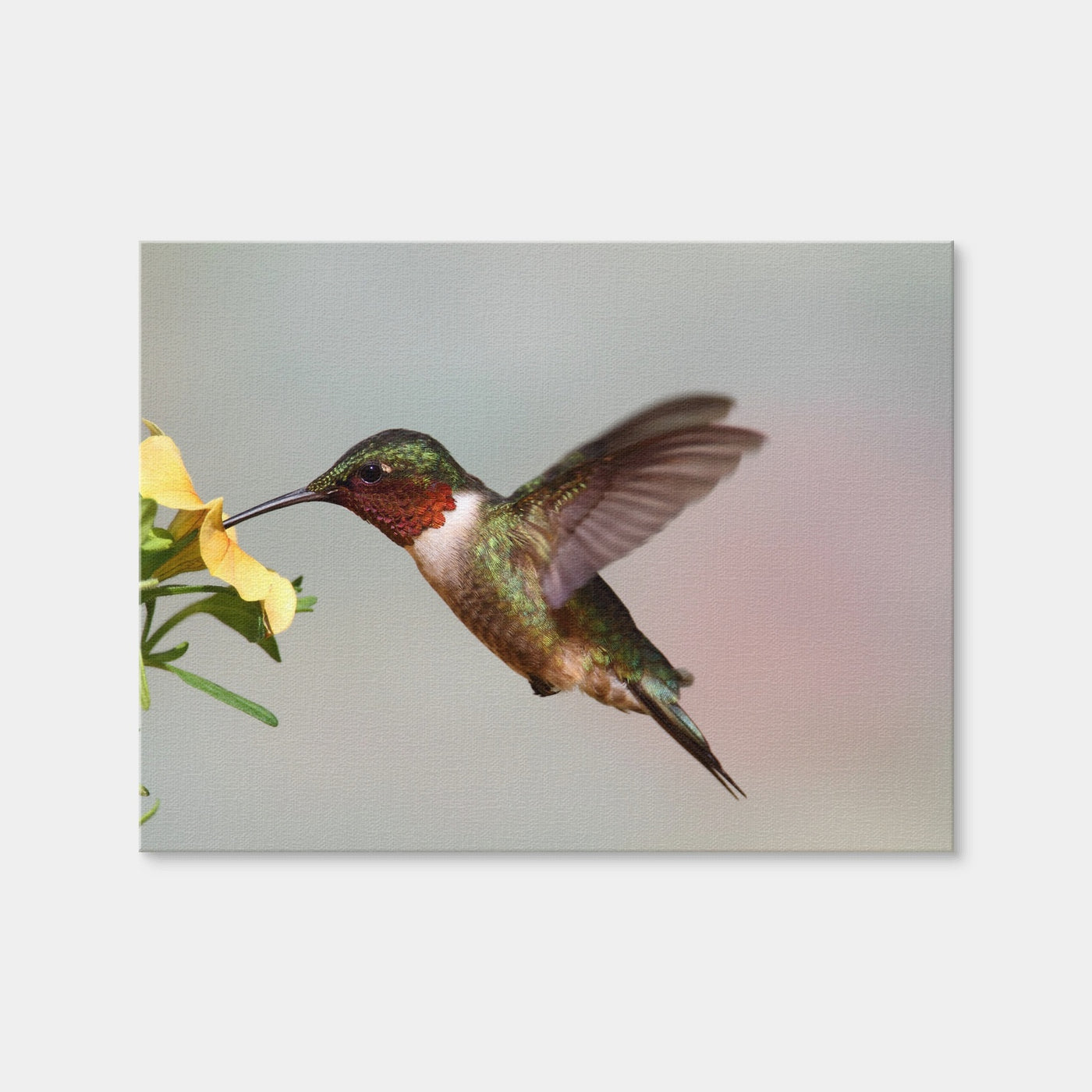 AUTO-MOCKUP WHITE | Ruby Throated Hummingbird | 1 Piece | Gallery Wrap | group=4x3