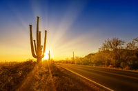 SAGUARO NATIONAL PARK Setting Sun Wall Art