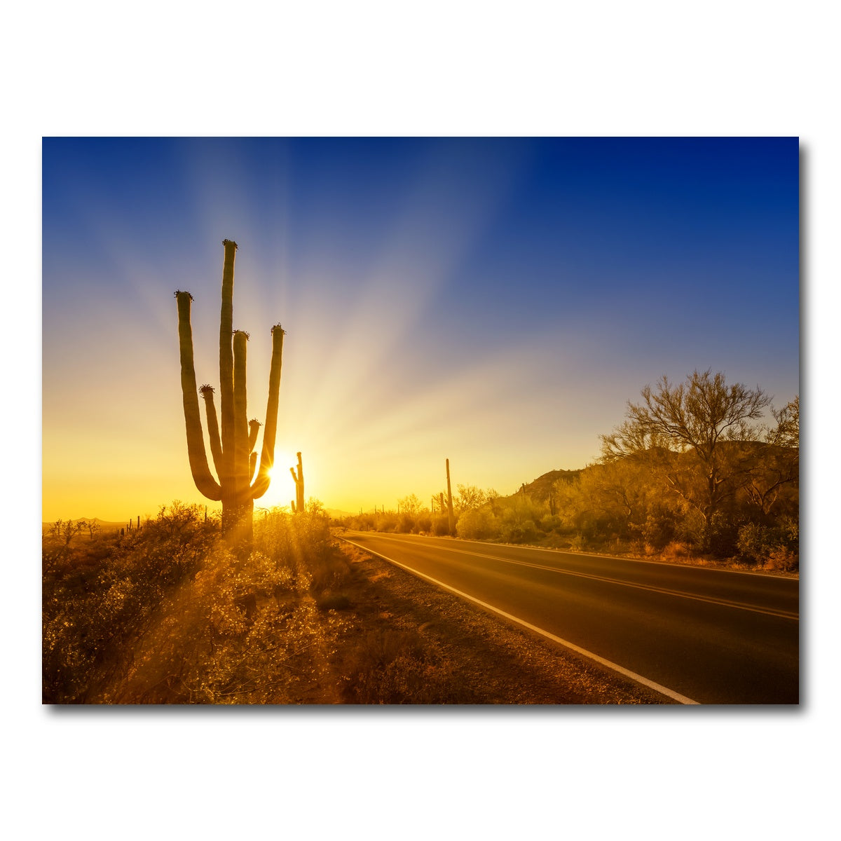 Saguaro National Park Setting Sun Wall Art