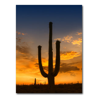 Saguaro National Park Sunset Wall Art