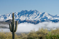 Saguaro and Four Peaks Wall Art