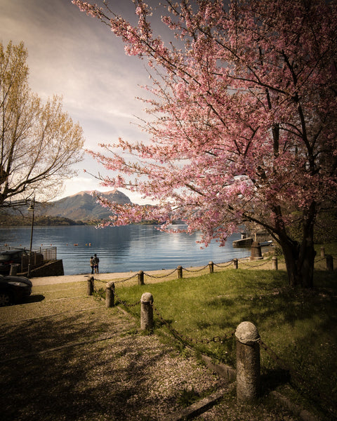 Sakura on Lake Como Wall Art