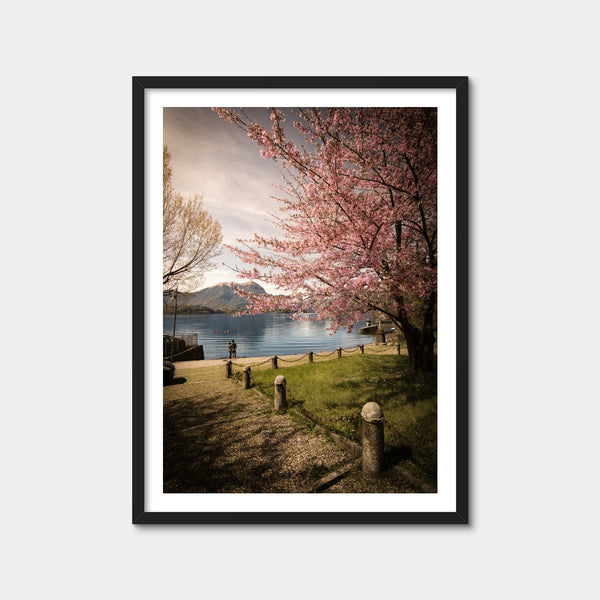 Sakura on Lake Como Wall Art — Framed Print Format preview