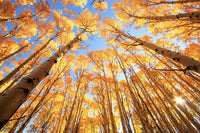 San Juan Aspens Wall Art