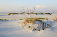 Sand Dunes and Sea Oats Wall Art