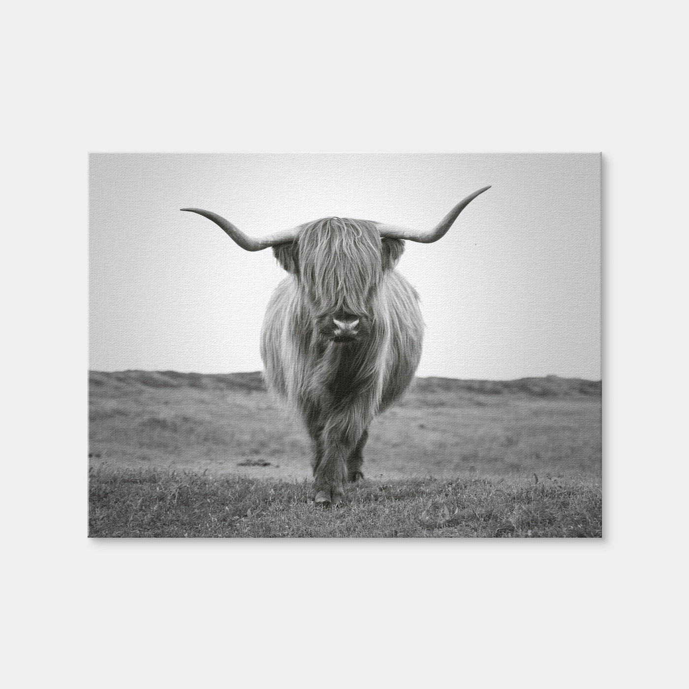 AUTO-MOCKUP WHITE | Scottish Bull | 1 Piece | Gallery Wrap | group=4x3