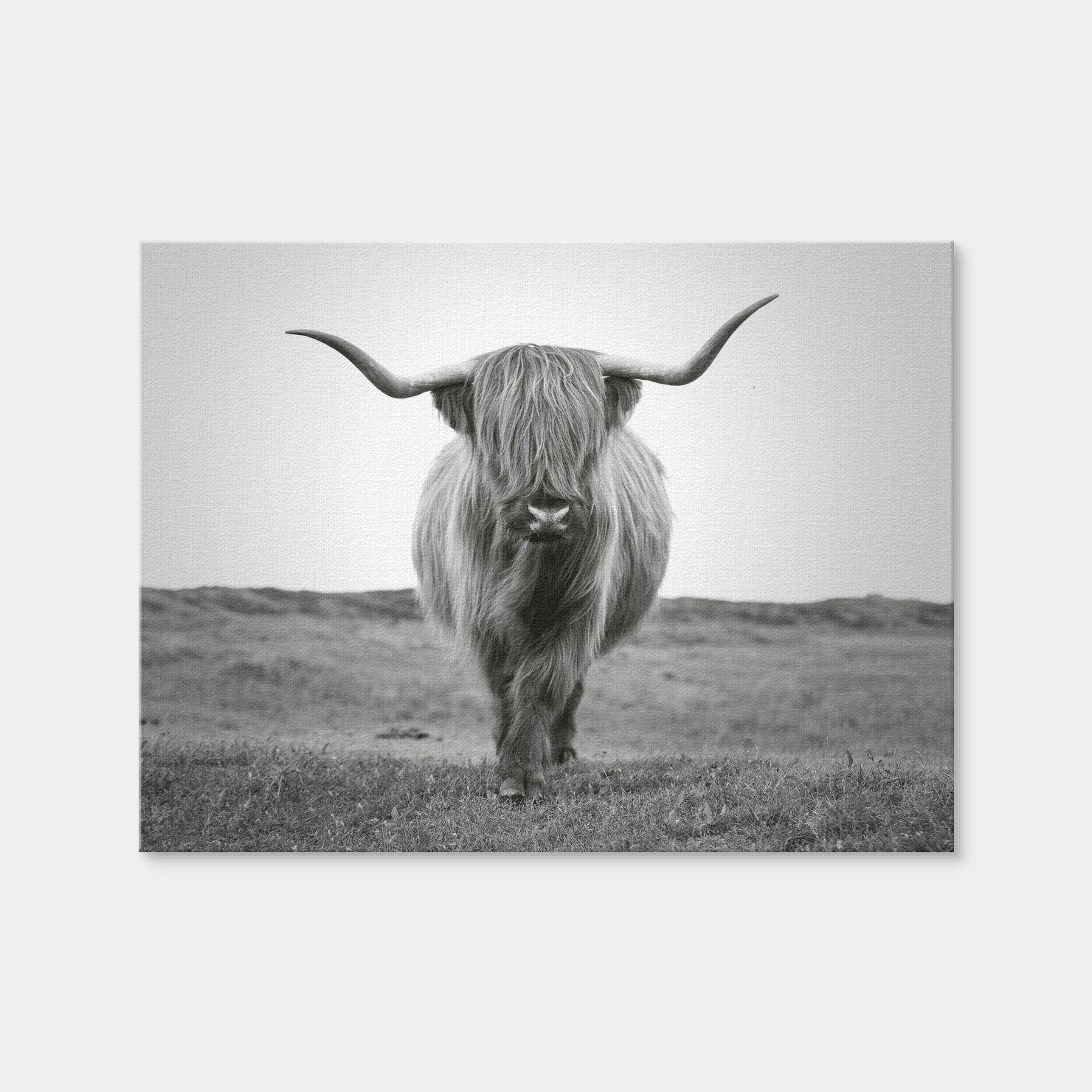 AUTO-MOCKUP WHITE | Scottish Bull | 1 Piece | Gallery Wrap | group=4x3