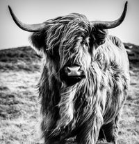 Scottish highland cow Wall Art