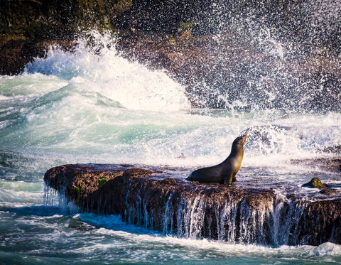 Sea Lion Surf La Jolla Wall Art