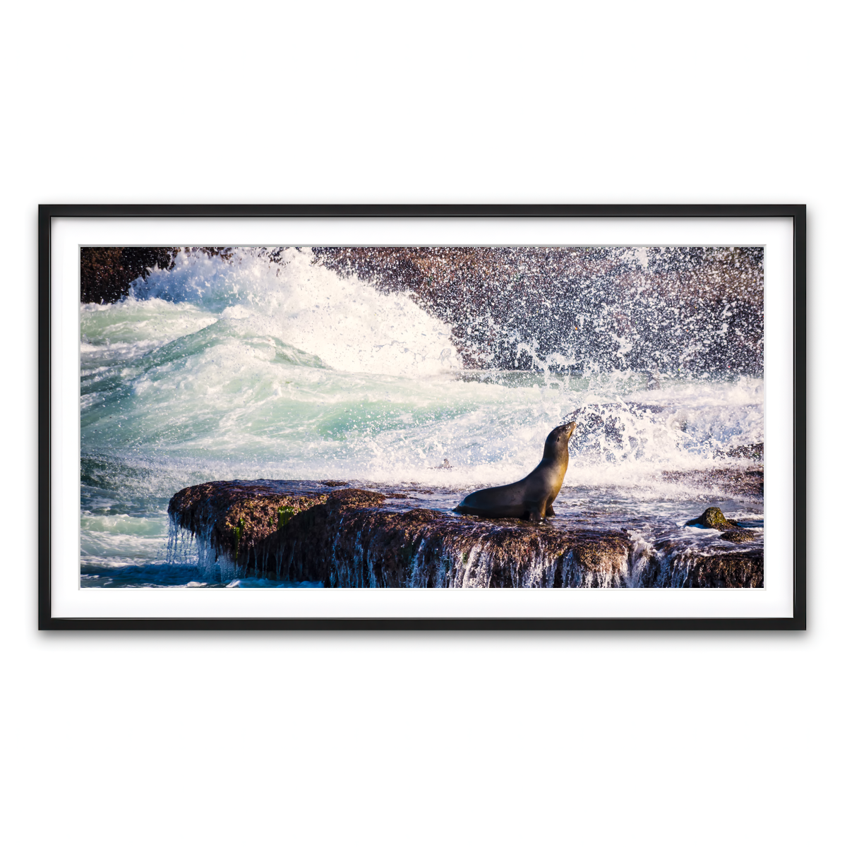 Sea Lion Surf La Jolla Wall Art