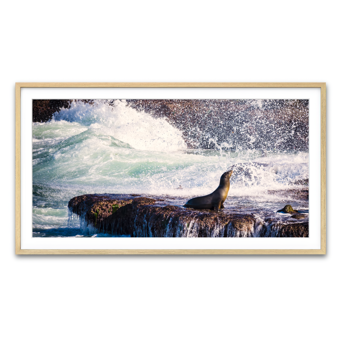 Sea Lion Surf La Jolla Wall Art