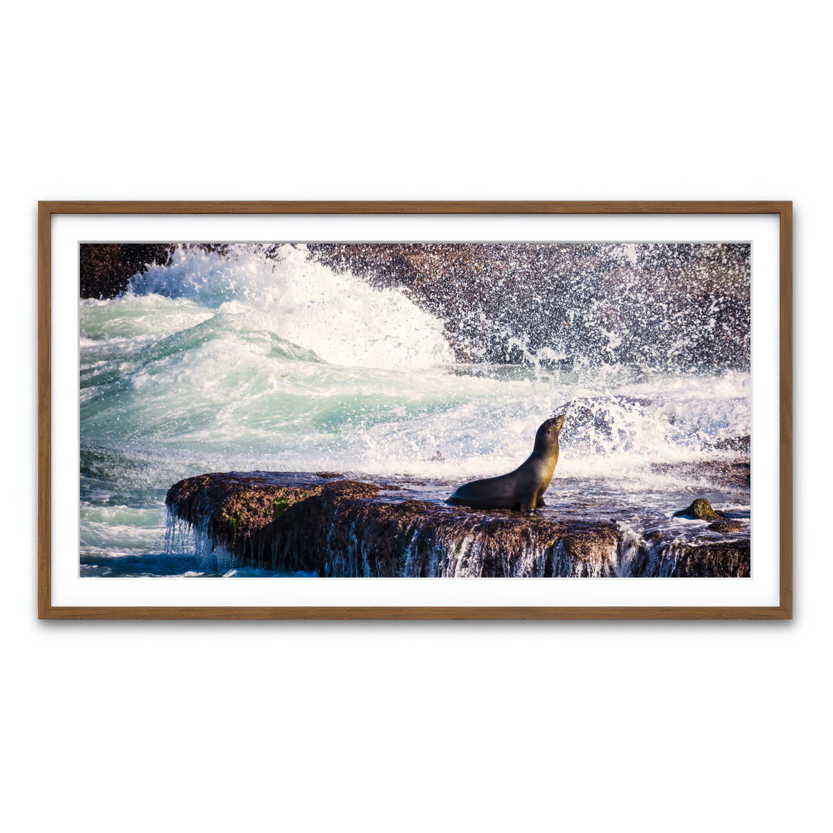 Sea Lion Surf La Jolla Wall Art
