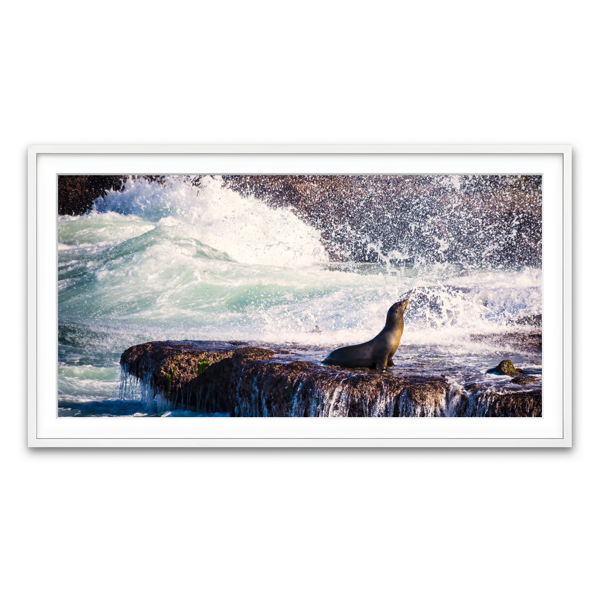 Sea Lion Surf La Jolla Wall Art