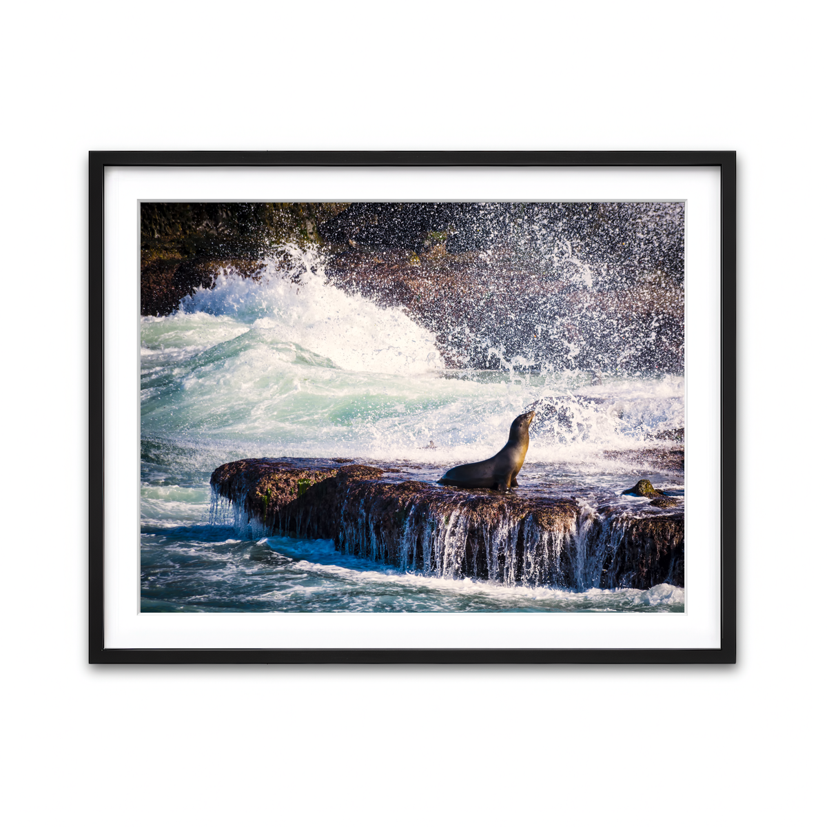 Sea Lion Surf La Jolla Wall Art