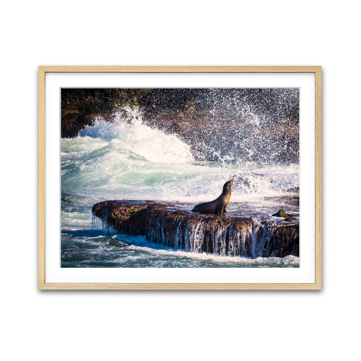 Sea Lion Surf La Jolla Wall Art