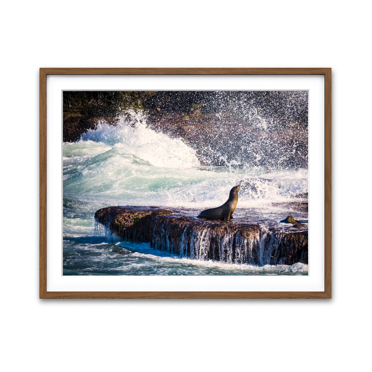 Sea Lion Surf La Jolla Wall Art