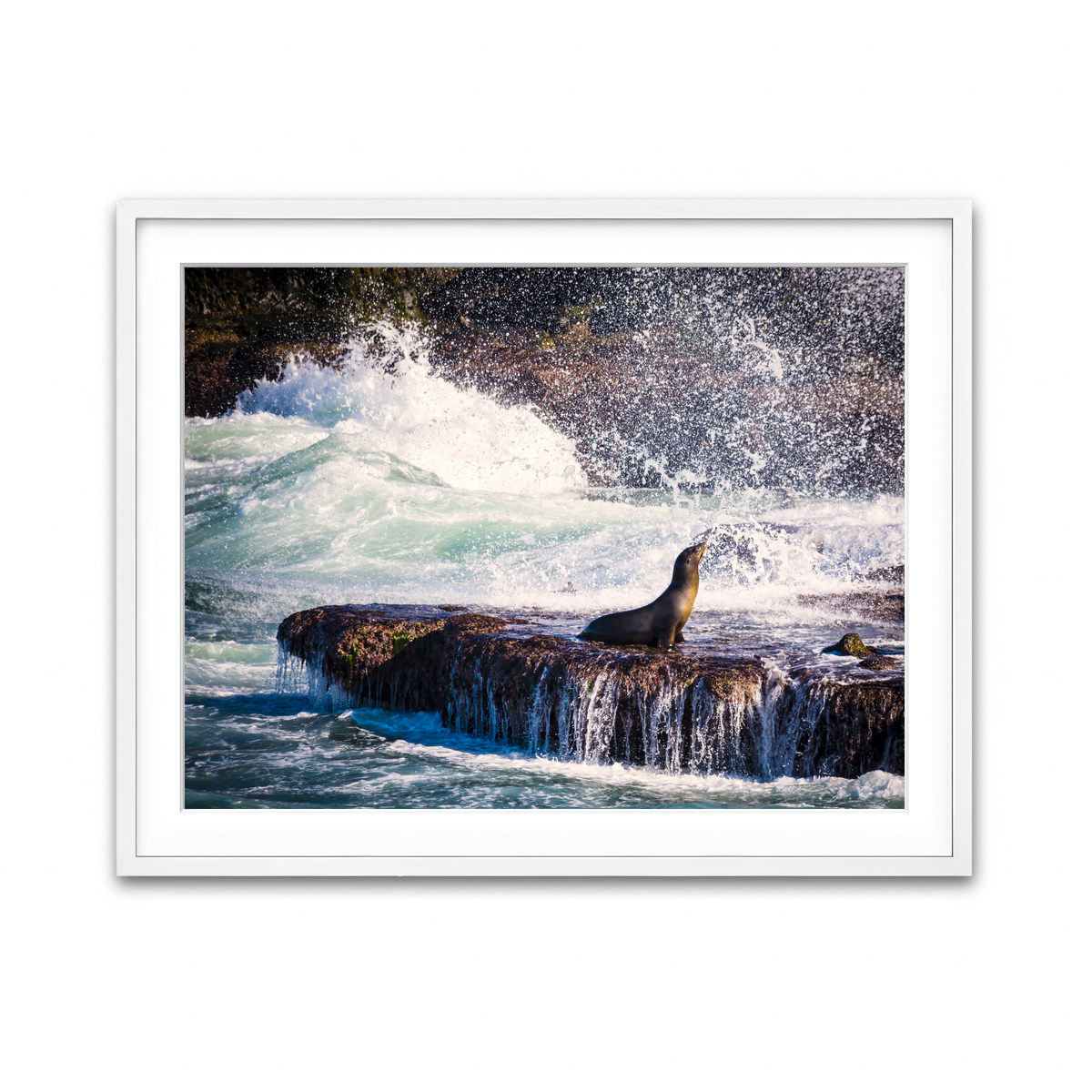 Sea Lion Surf La Jolla Wall Art