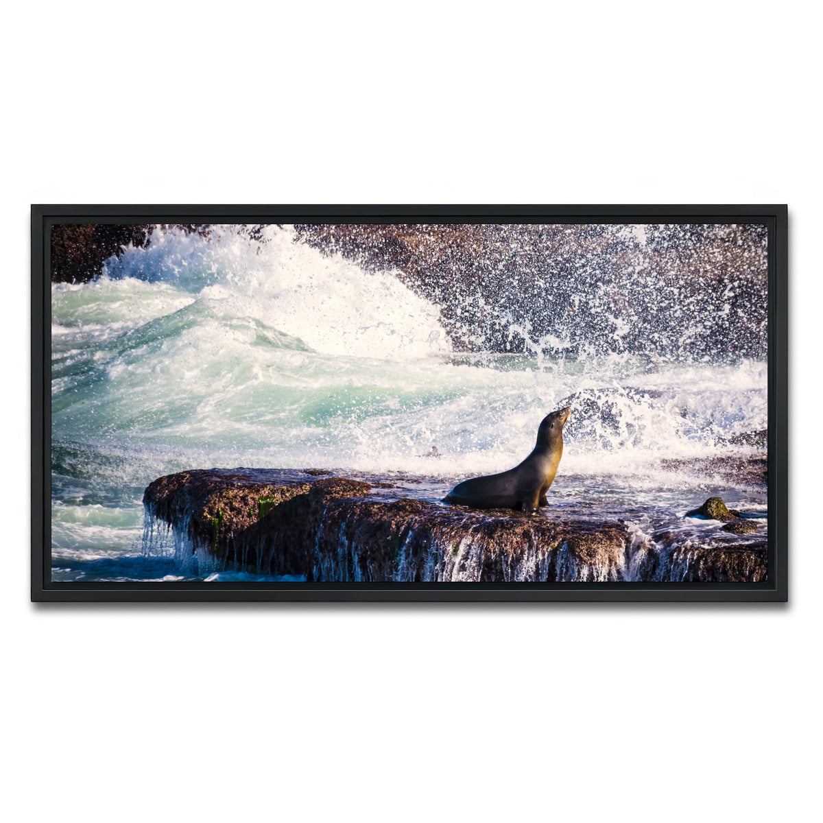 Sea Lion Surf La Jolla Wall Art