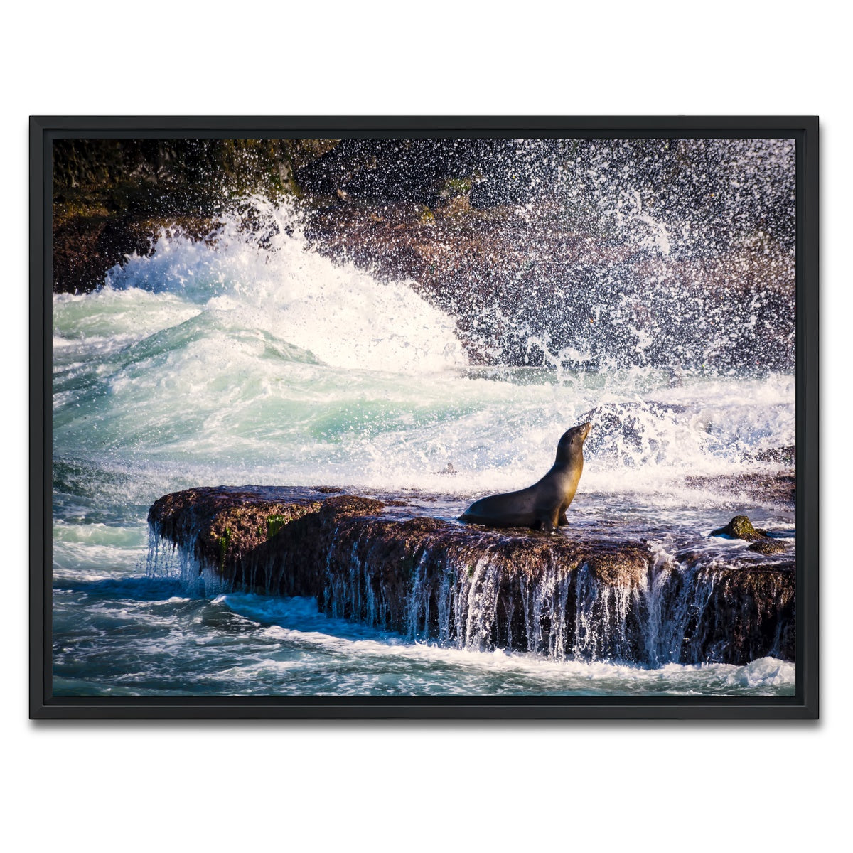 Sea Lion Surf La Jolla Wall Art