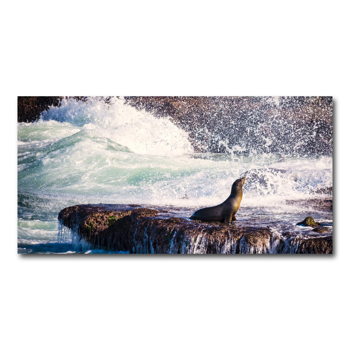 Sea Lion Surf La Jolla Wall Art