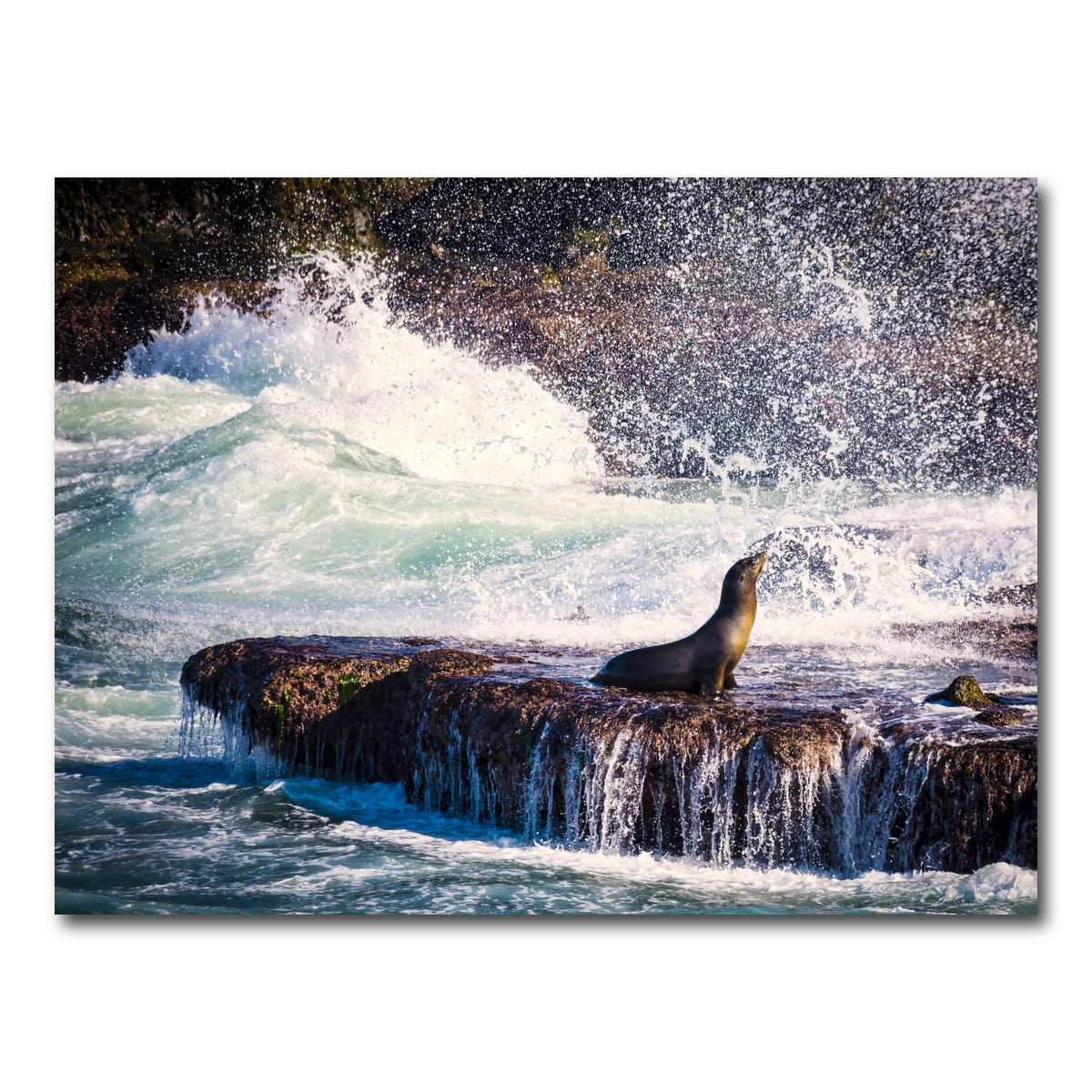 Sea Lion Surf La Jolla Wall Art