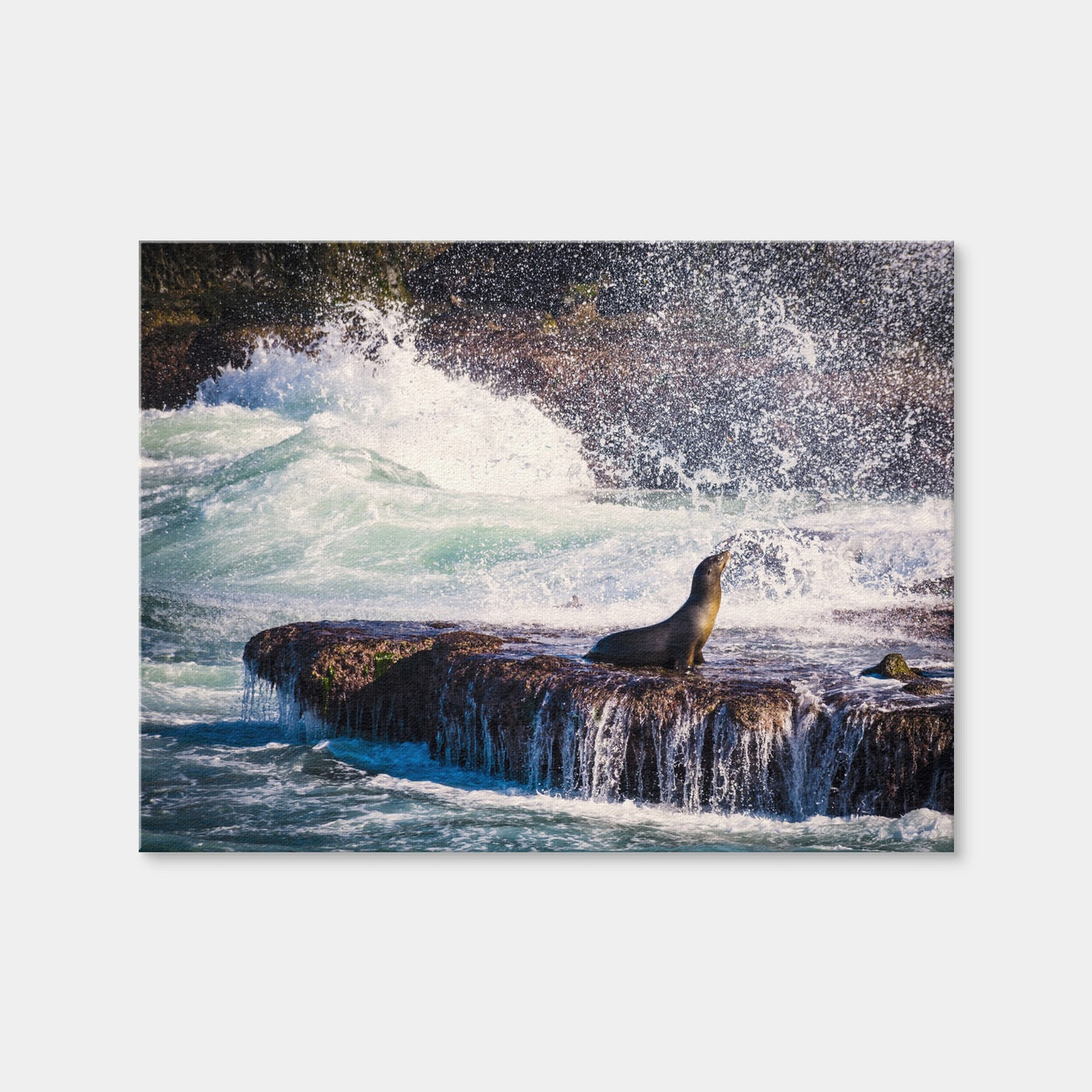 AUTO-MOCKUP WHITE | Sea Lion Surf La Jolla | 1 Piece | Gallery Wrap Canvas | group=4x3