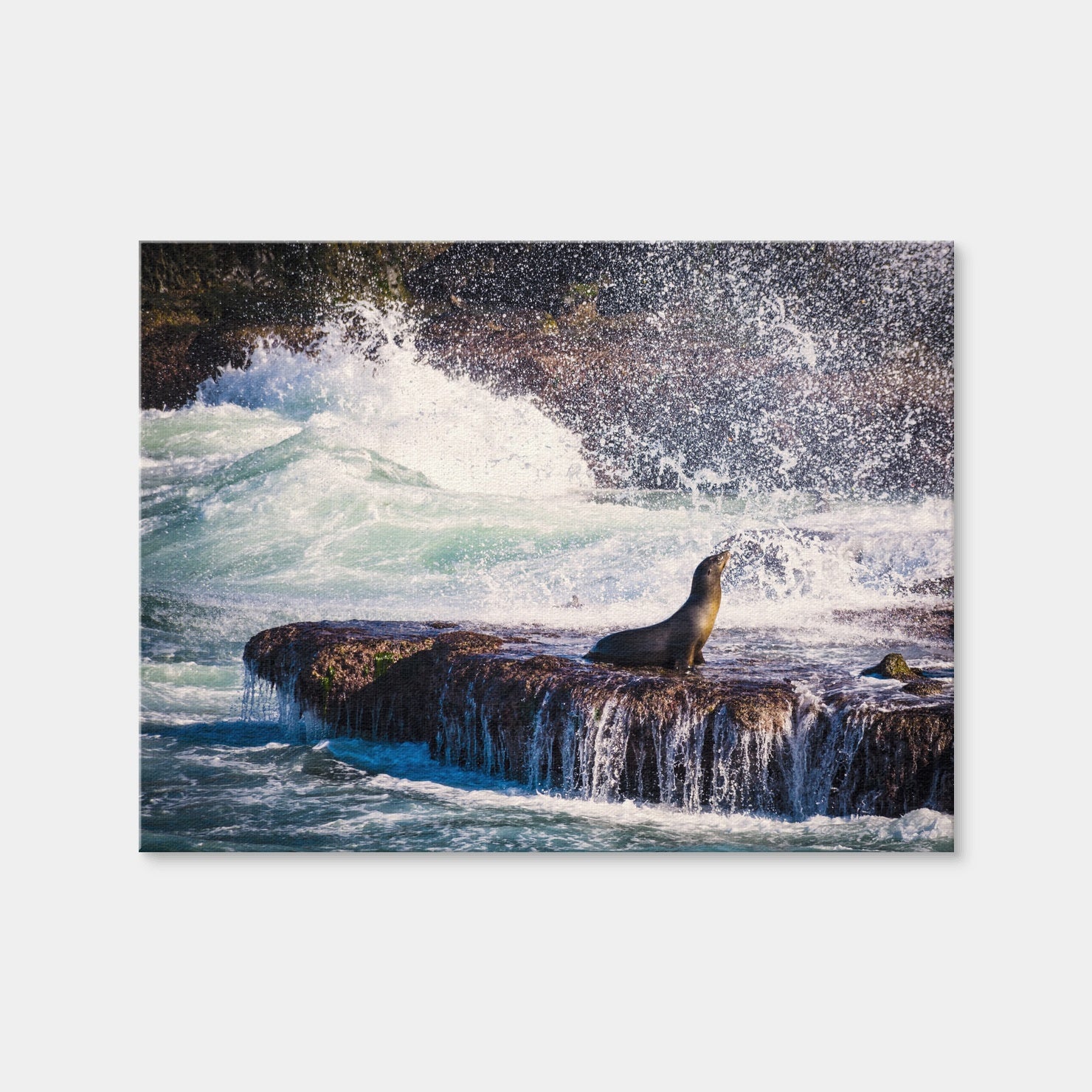 AUTO-MOCKUP WHITE | Sea Lion Surf La Jolla | 1 Piece | Gallery Wrap Canvas | group=4x3