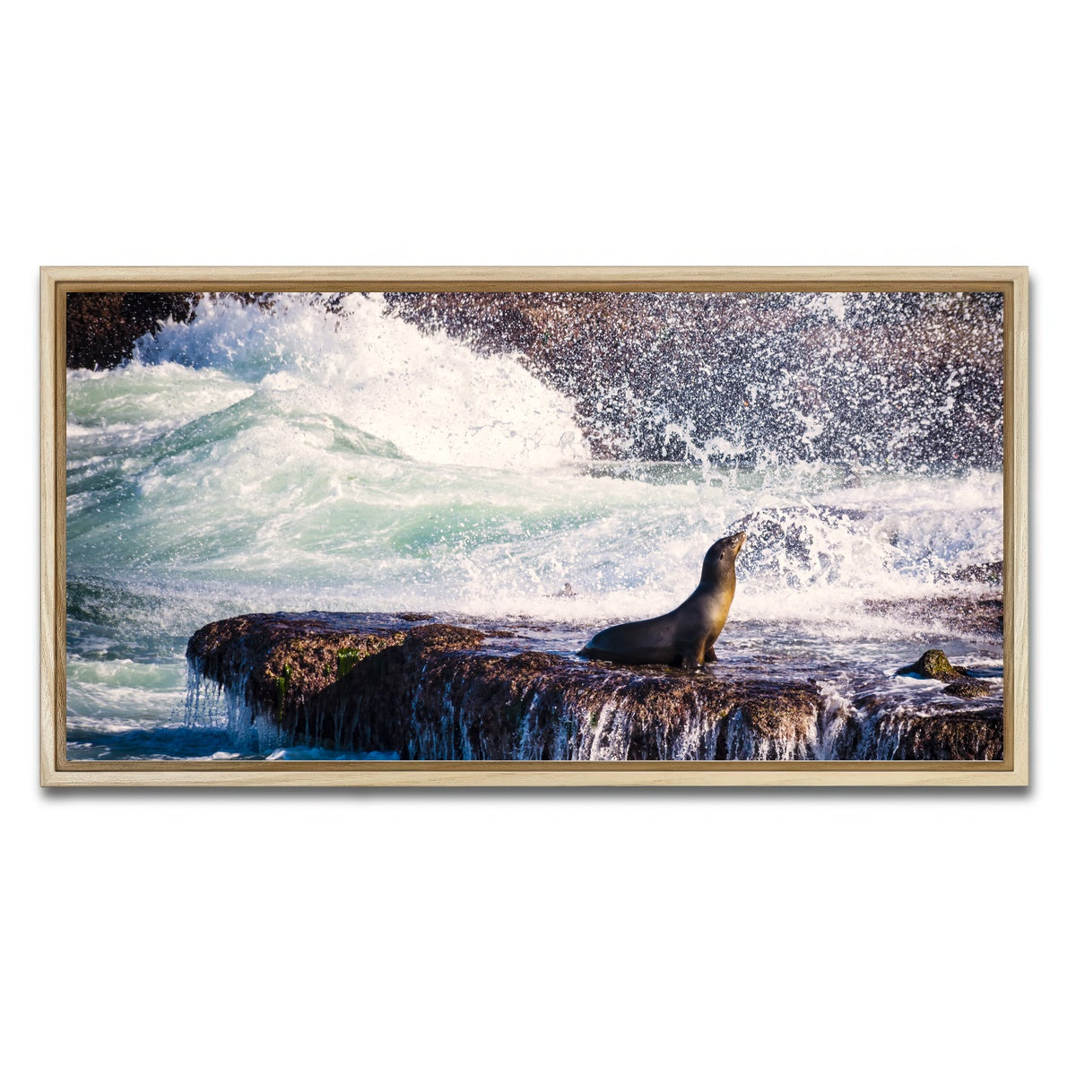 Sea Lion Surf La Jolla Wall Art