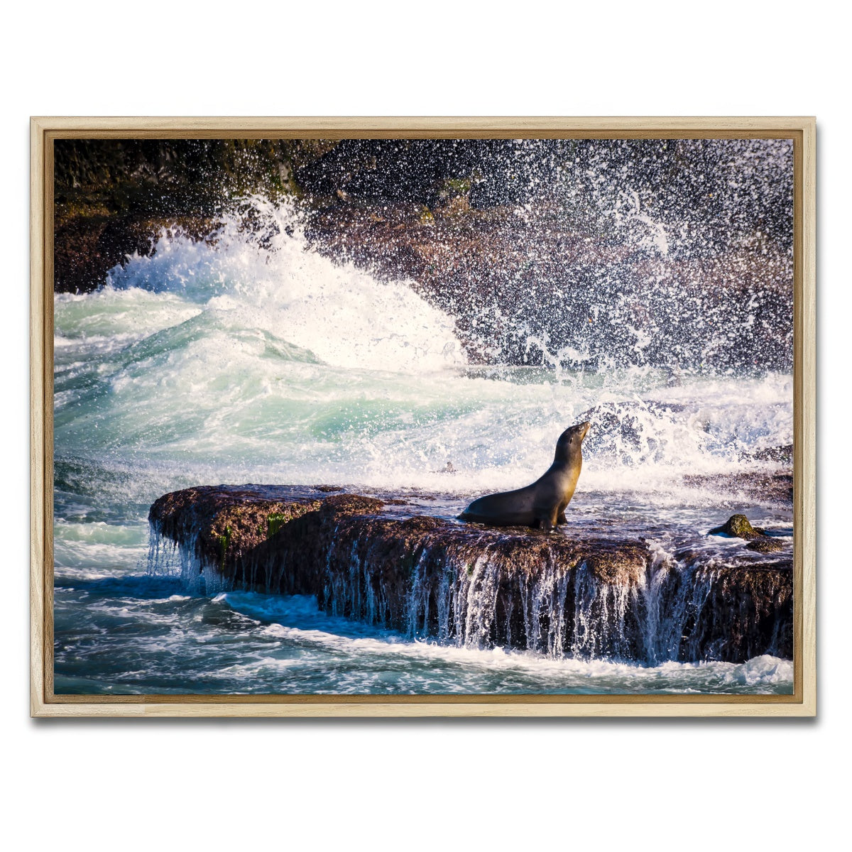 Sea Lion Surf La Jolla Wall Art