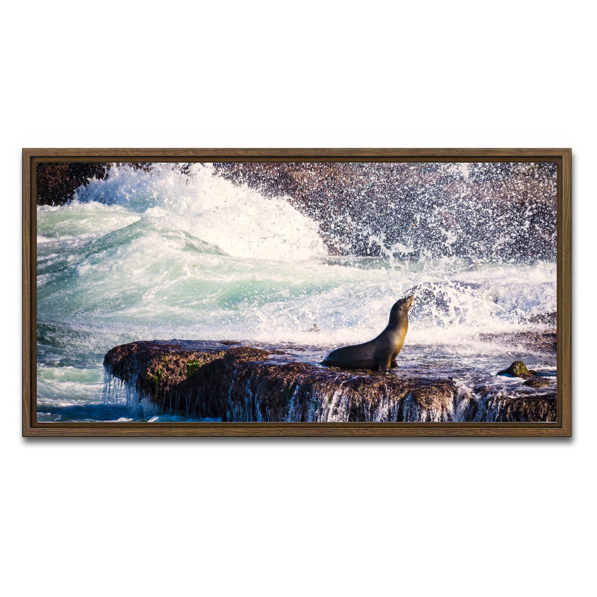 Sea Lion Surf La Jolla Wall Art