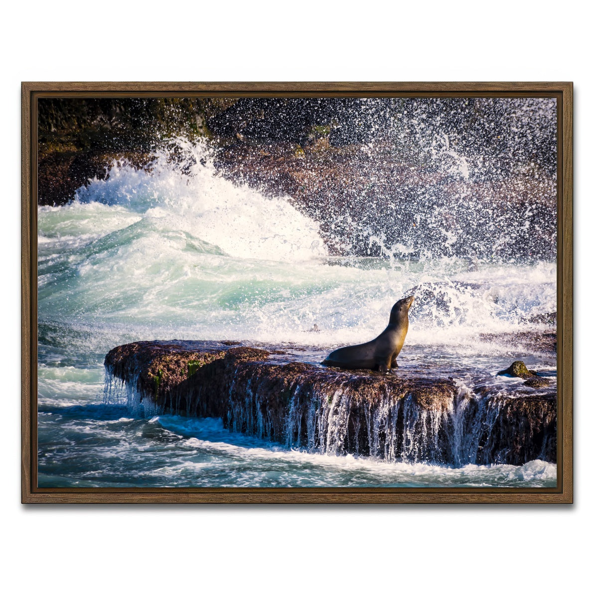 Sea Lion Surf La Jolla Wall Art