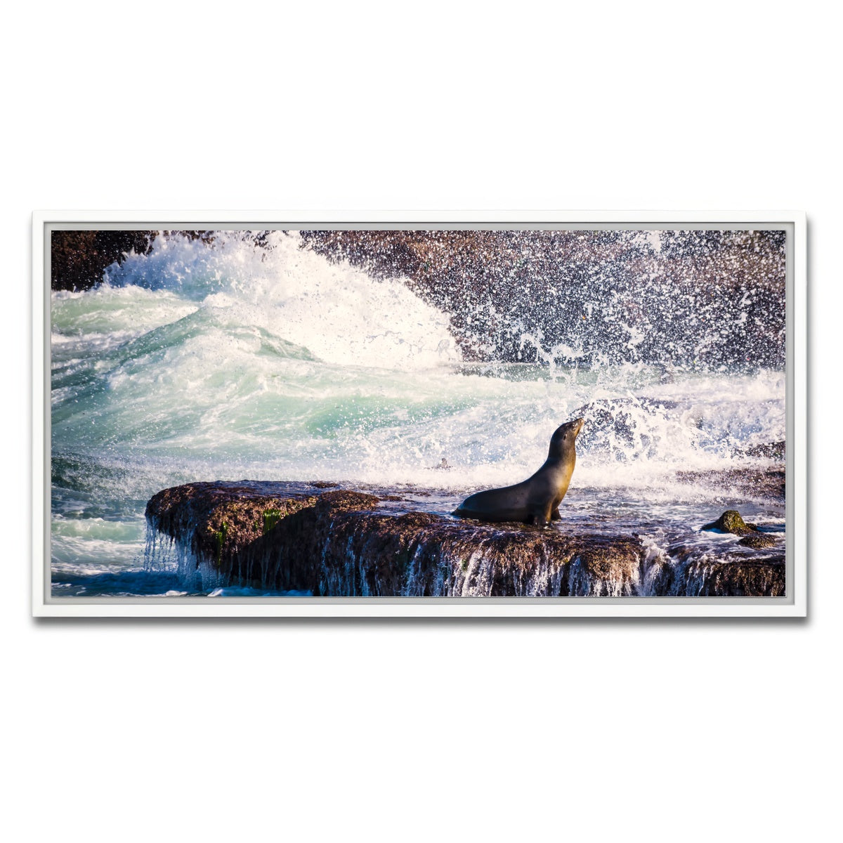 Sea Lion Surf La Jolla Wall Art