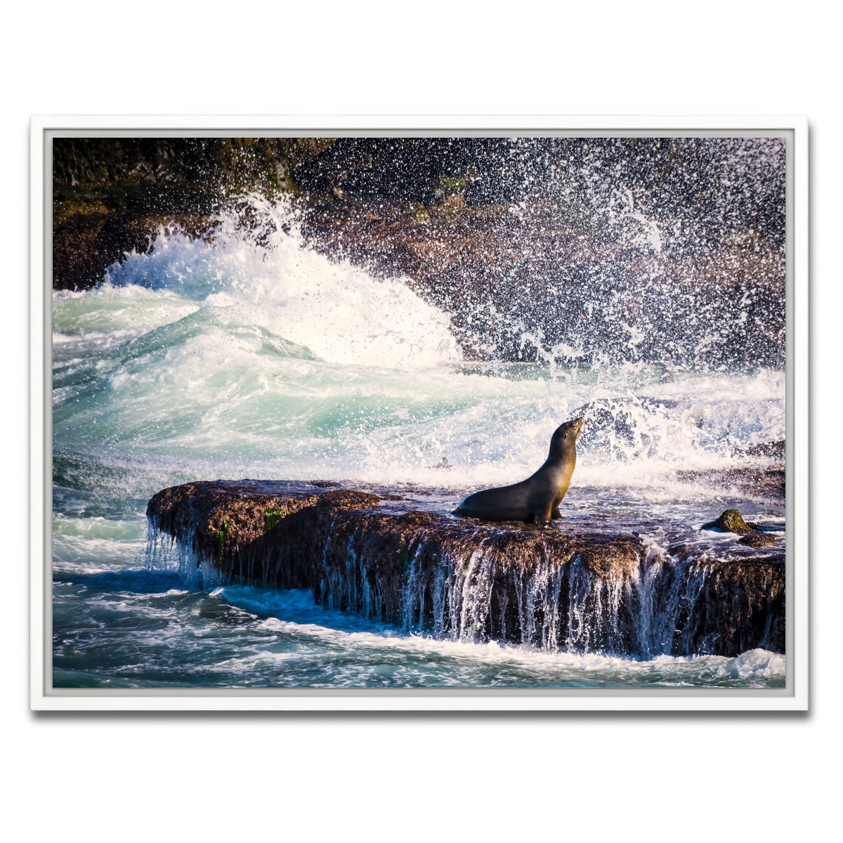 Sea Lion Surf La Jolla Wall Art