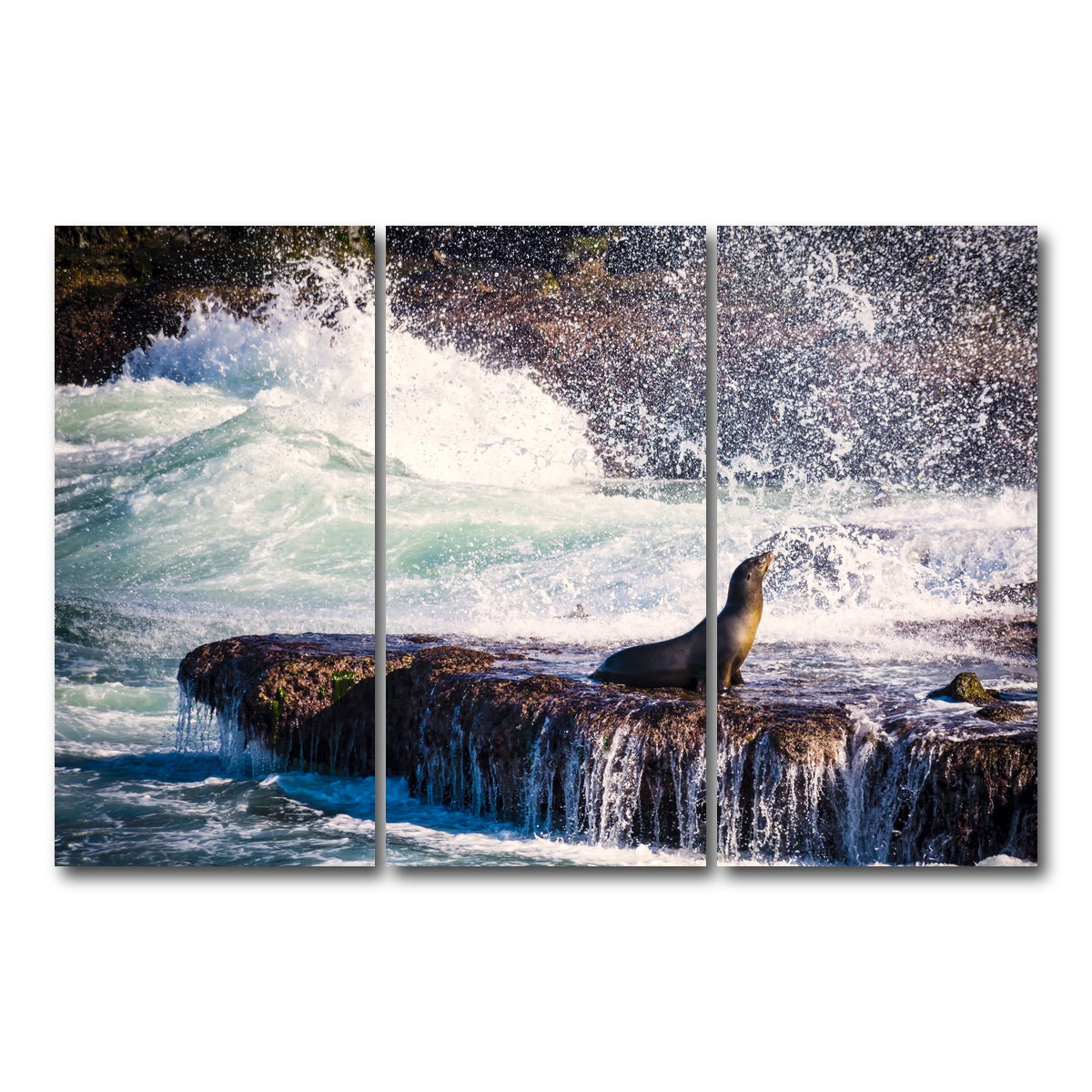 Sea Lion Surf La Jolla Wall Art