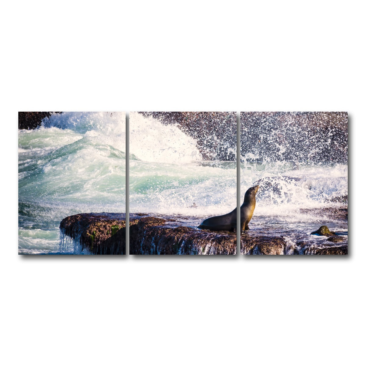 Sea Lion Surf La Jolla Wall Art