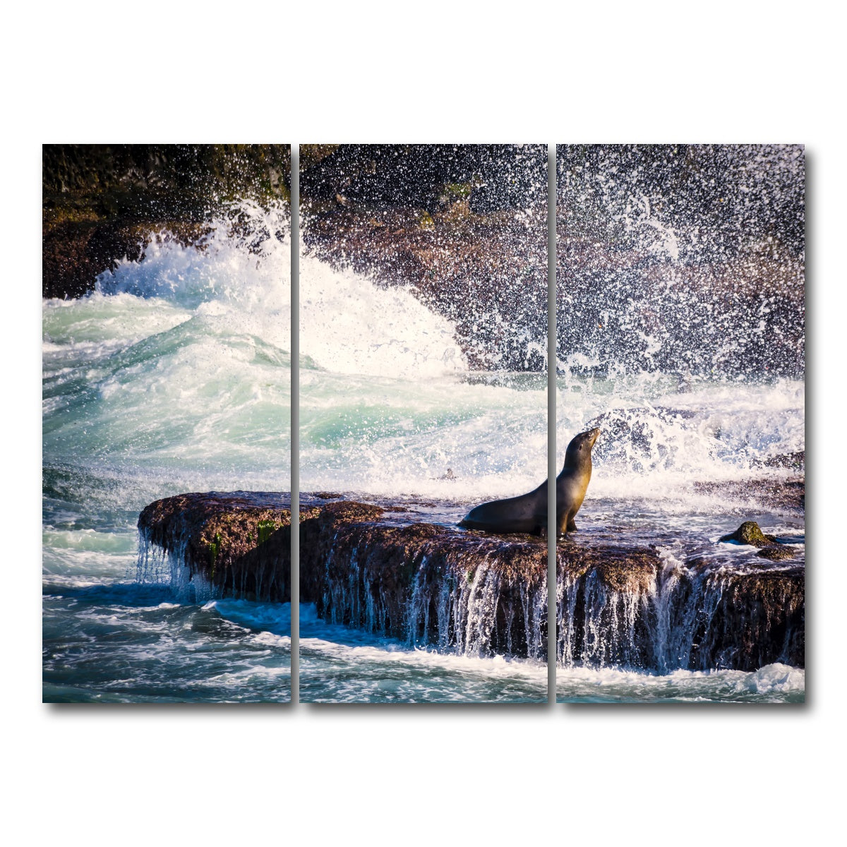 Sea Lion Surf La Jolla Wall Art