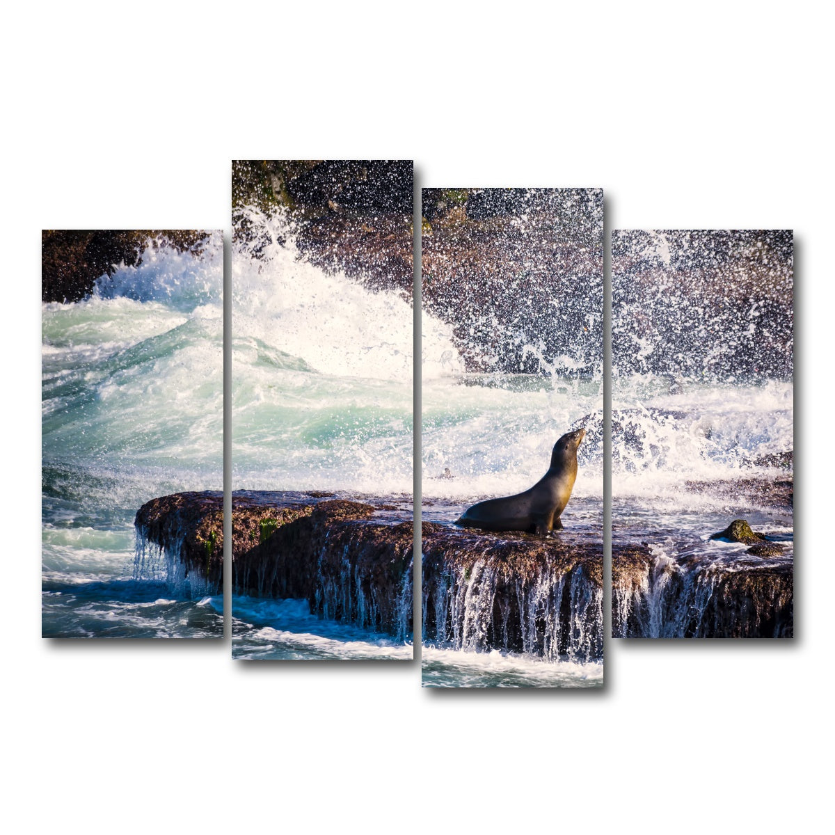 Sea Lion Surf La Jolla Wall Art