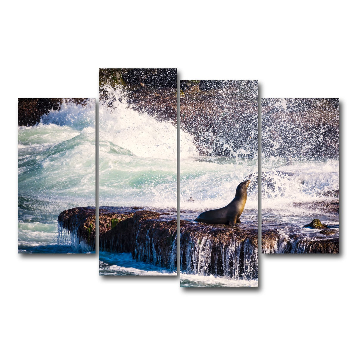 Sea Lion Surf La Jolla Wall Art