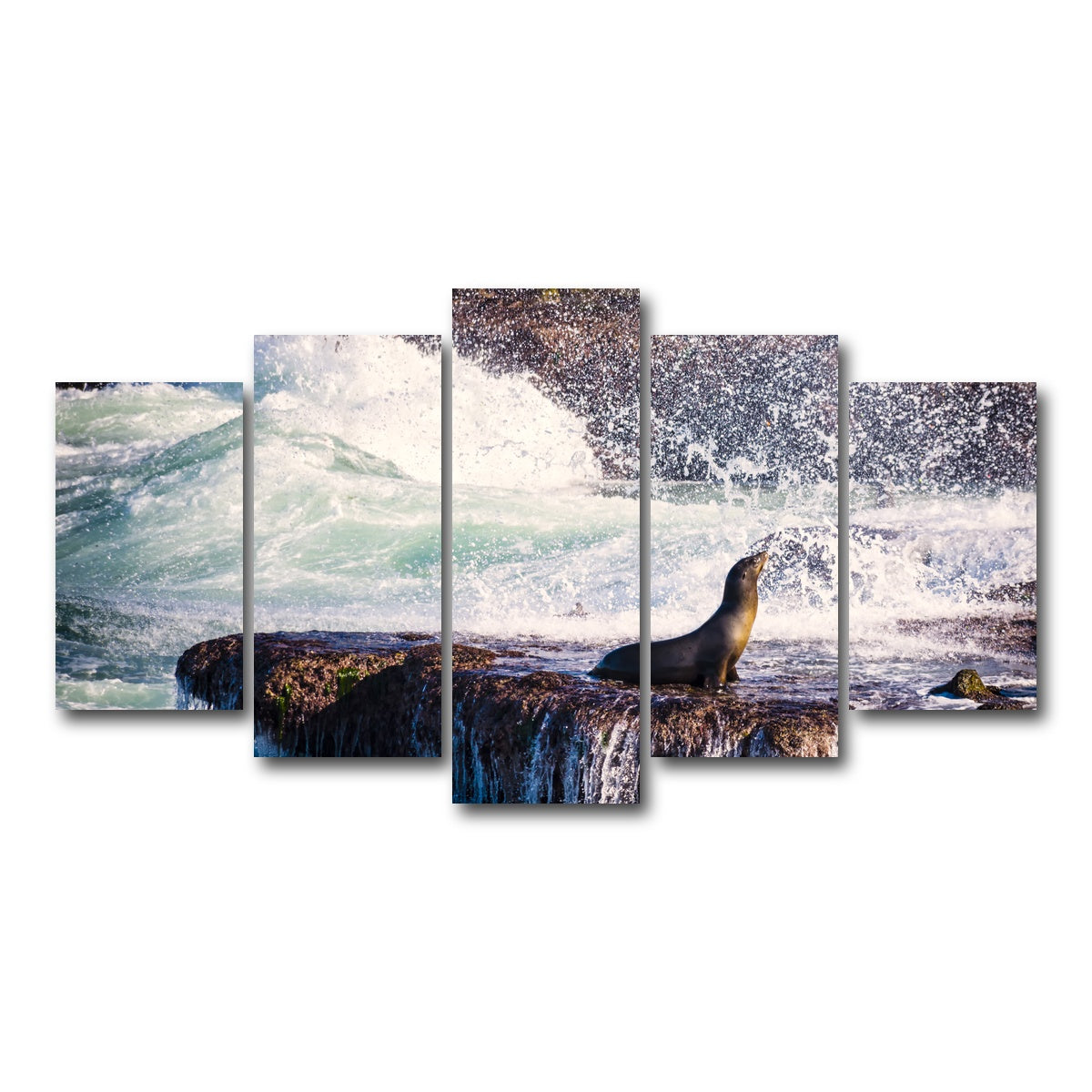 Sea Lion Surf La Jolla Wall Art