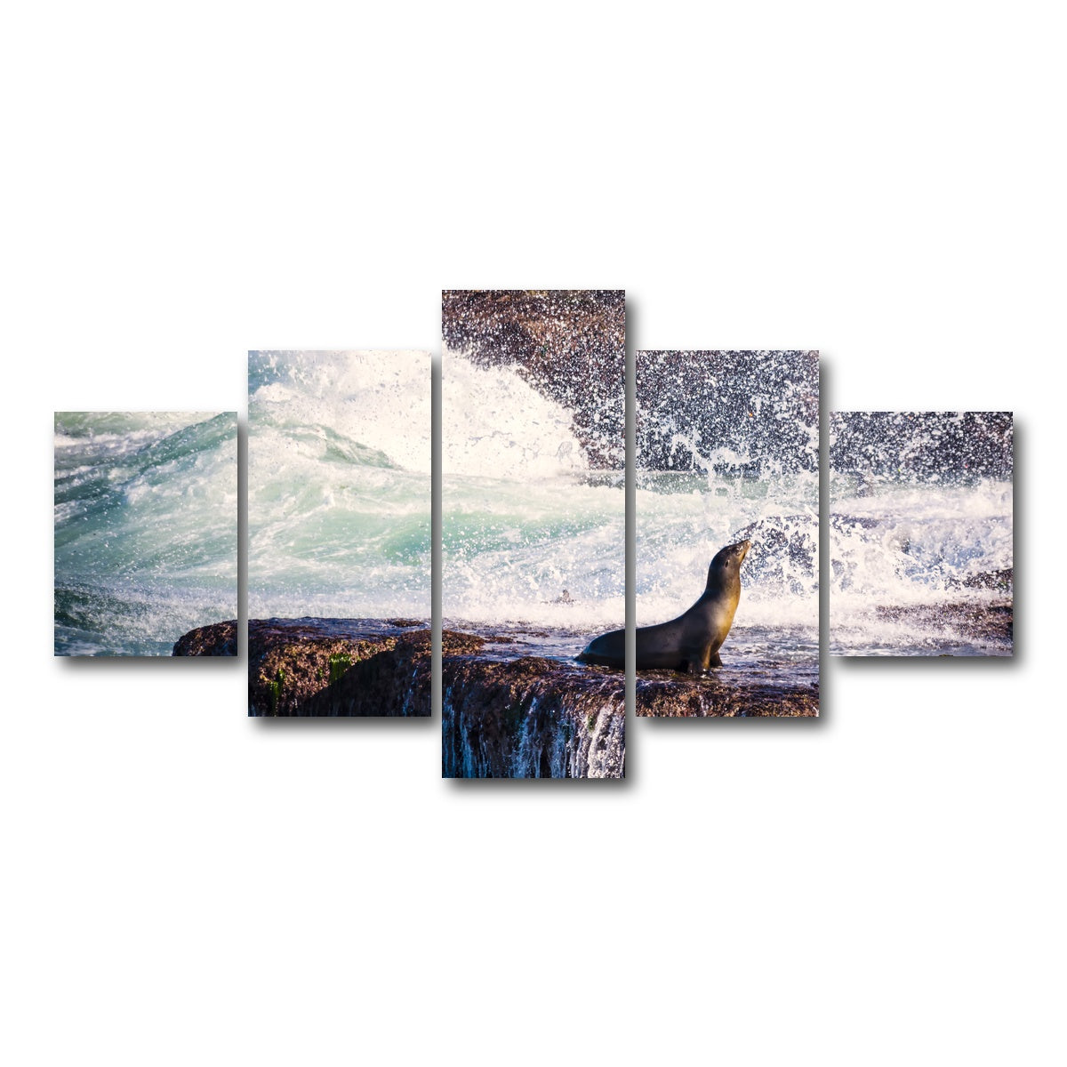 Sea Lion Surf La Jolla Wall Art