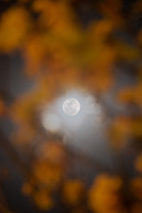 Selene and Yellow Ipe Wall Art