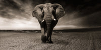 Sepia Elephant Wall Art
