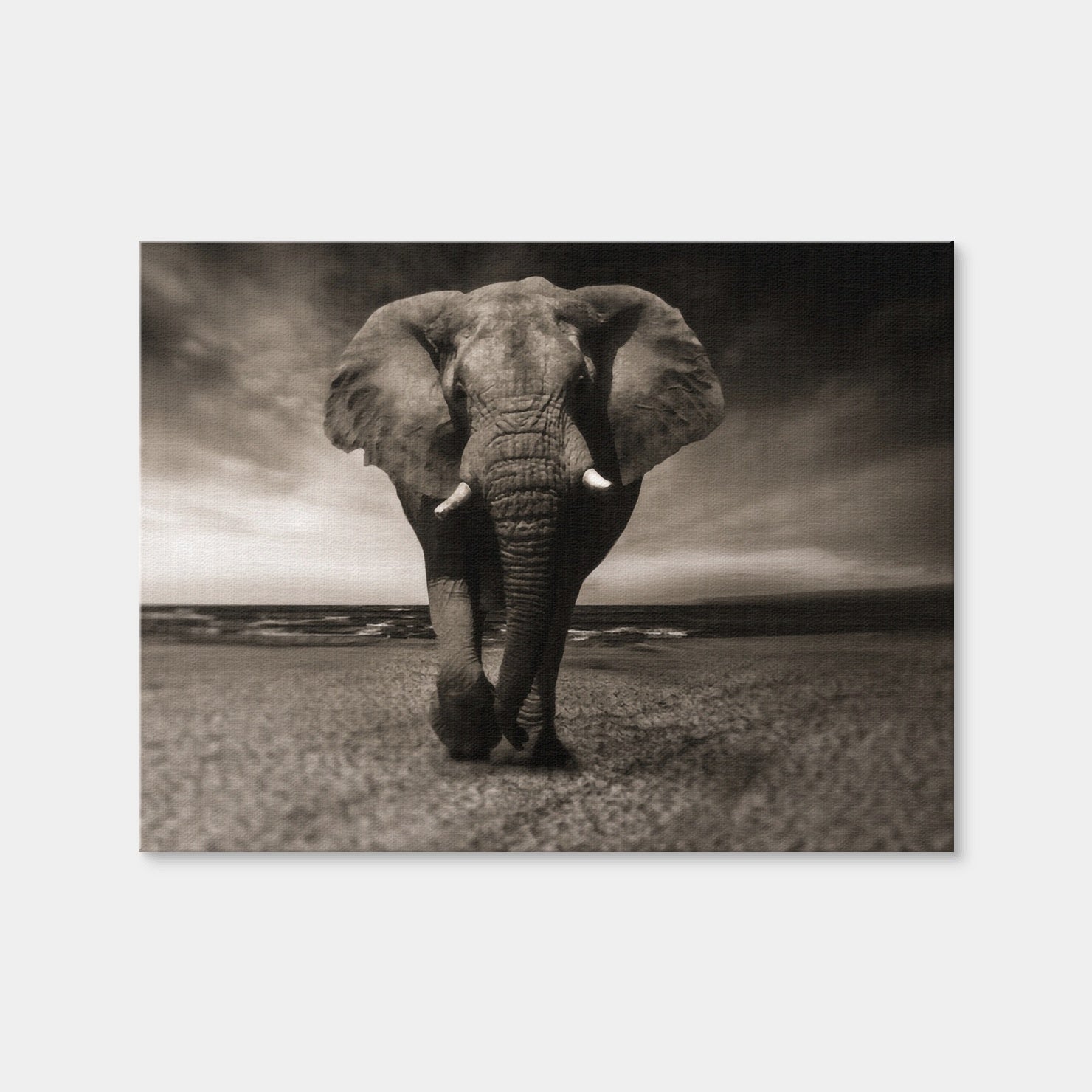 AUTO-MOCKUP WHITE | Sepia Elephant | 1 Piece | Gallery Wrap | group=4x3
