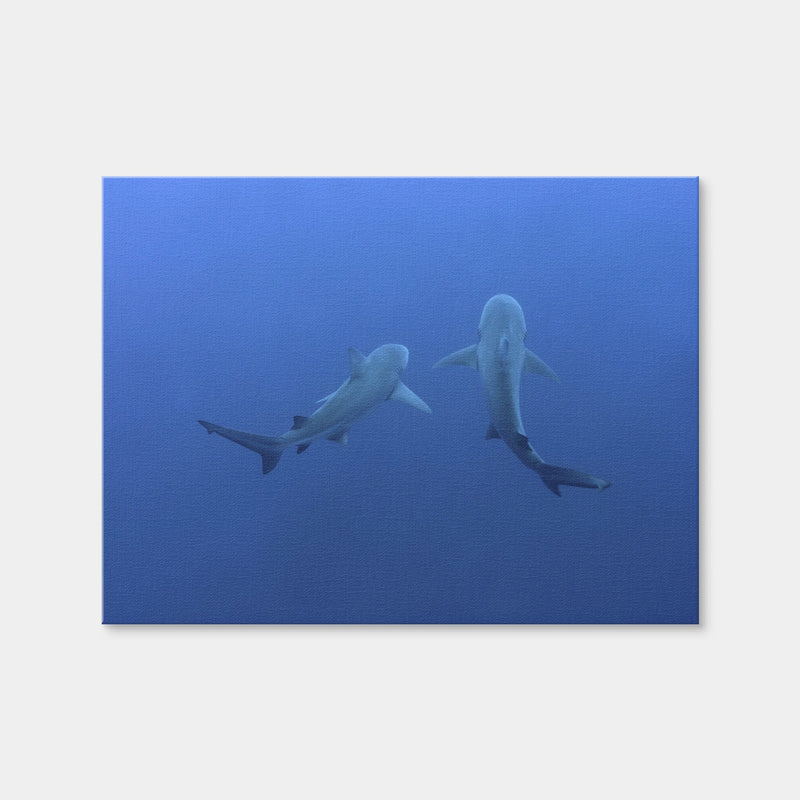 AUTO-MOCKUP WHITE | Shark Mates | 1 Piece | Gallery Wrap Canvas | group=4x3