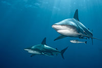 Shark Pair Wall Art